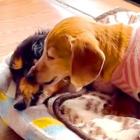 18歳の老犬が衰弱してきたら、一緒に暮らしていたワンコが…傍で見せた『まさかの行動』に涙が止まらないと119万再生「尊すぎる」「絆凄い」