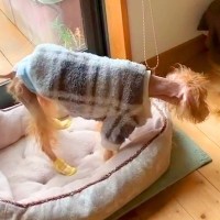 おじいちゃんが家に来たら『目が見えなくなった15歳の老犬』が…健気すぎる『まさかの光景』に涙が出ると19万再生「泣けた」「ホント愛おしい」