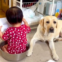 赤ちゃんがタライに入って絵本を読んだら、大型犬が…『読み聞かせに付き合ってあげる光景』が優しすぎると31万再生「第二のママ」「尊い」