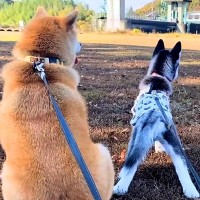 先輩柴犬が『赤ちゃんハスキーを育てた』結果…『2年後の光景』が尊すぎると81万再生「弟への愛情がすごい」「相性ぴったり」と大絶賛