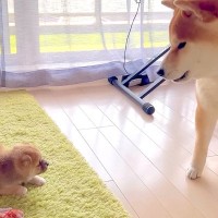 オモチャで遊んでいた赤ちゃん犬に、大きな先輩犬が…まさかの『控えめな交渉』をする光景が39万再生「カワイイの渋滞」「最後のオチｗ」と絶賛