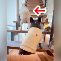 階段の途中で止まってしまった犬→後ろにいたワンコたちが…とんでもなく可愛い『渋滞する光景』が57万再生「待ってるの優しい」「最高の癒し」