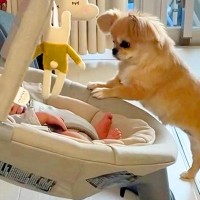 『赤ちゃんのお世話を犬がしている』と思ったら…数時間後に見せた『まさかの光景』が120万再生「可愛すぎ」「乗ってみたくなったんだｗ」