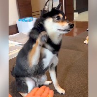 朝、犬にご飯をあげる前に『お手』をさせようと思ったら…とんでもなく適当な『まさかの対応』が31万再生「ノールックで草」「面白すぎるｗ」