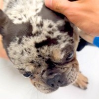 『手足が動かない犬』が手術、入院で…10日ぶりに飼い主と再会した結果『衝撃の光景』に涙が止まらないと13万再生「感動」「泣いた」と絶賛