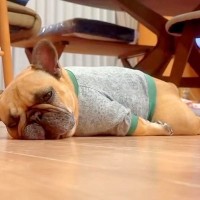 『犬がそこらへんで寝ているだけ』と思ったら…実はしていた『ママの監視役』が可愛すぎると200万再生　チラチラと確認する姿に思わずほっこり