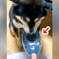 犬が『おやつの容器』を離してくれないので、諦めた結果…思いがけない『衝撃の姿』が253万再生「笑い死ぬｗ」「電車で見ちゃダメ」と爆笑