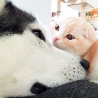 急遽、子猫が初めての病院へ→心配した大型犬が…まさかの『そばを離れない光景』が泣けてくると66万再生「優しすぎる」「お利口さん」と感動