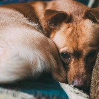 犬が『体を丸めているとき』の心理とは？4つの理由や注意すべき状況まで