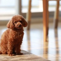 『小型犬』の平均寿命とは？愛犬を長生きさせるために普段からできる健康管理まで