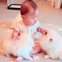 『生後7か月の赤ちゃん』を犬部屋に連れてきた結果…まるで天国のような『赤ちゃん犬に囲まれる光景』に注目「みんな可愛い」「落ち着いてる」