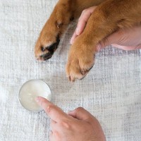 寒い時期に欠かせない『犬のお手入れ』4つ　知っておくべき注意点からケアの秘訣まで