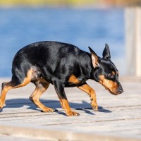 犬が発症してしまう『レッグペルテス病』とは　3つの主な症状から飼い主にできることまで