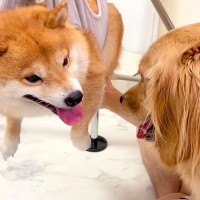 ワンコが緊張していたら、そばにいた大型犬が…落ち着かせるためにとった『まさかの行動』が38万再生「優しすぎ」「本当に仲良しなのがわかる」