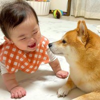 徐々に赤ちゃんの距離が近くなってきたら、犬が…想定外の行動に『驚きを隠せない光景』が23万再生「可愛すぎるｗ」「不器用なパパみたい」