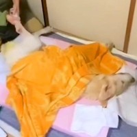 『推定15歳の大型犬を介護する』ということ…大きいワンちゃんをお迎えする全員に伝えたい『飼い主の想い』が186万再生「涙が溢れる」と感動