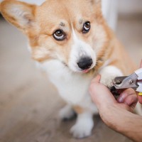 犬を苦しませてしまう『爪切りのやり方』3つ　暴れて怪我する恐れも？愛犬にリラックスしてもらう方法とは