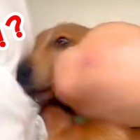 パパの隣で寝ていた犬が、翌朝起きたら…想定外だった『まさかの悲劇と可愛すぎる反応』が153万再生「エルボーで草」「でも嫌そうじゃないｗ」