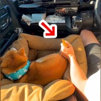 車の助手席に犬を乗せたら、しっぽが…まさかの『シフトレバーになる光景』とリアクションが284万再生「平和すぎるｗ」「無抵抗で草」と爆笑