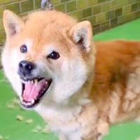 行き場のない『噛みつく犬』を保護した結果…信じられない『ビフォーアフター』が素敵すぎると57万再生「表情が最高」「めっちゃ愛を感じる」