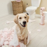 犬を絶対に入れてはいけない『室内の場所』4つ　危険なトラブルの可能性から飼い主がとるべき対策法まで