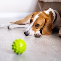 犬が遊びに飽きたときにみせるサイン5つ　既に満足している？飼い主が知っておきたい愛犬の心理とは