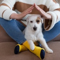 犬が『足の間に入り込んでくる』理由5選　なぜ挟まってくるの？飼い主にくっついてくるときの心理まで