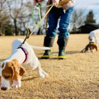 犬が満足できない『4つの散歩方法』愛犬にマイナスな効果を与える可能性も…