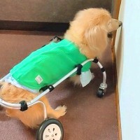 車いす生活をしている『18歳の老犬』が壁に…とっても賢い『対処法』に称賛の声「スゴい！」「頑張ったね」「力強くてかっこいい」と大絶賛