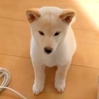 朝起きて階段を下りたら、子犬が…とんでもなく尊い『寝起きの光景』が羨ましすぎると113万再生「起きるのが楽しみ」「愛くるしい」と絶賛