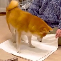 洗濯物を畳んでいたら、犬が『お布団』と勘違いして…思いがけない『まさかの光景』が56万再生「近くにいたかったのかもｗ」「最高の寝床」