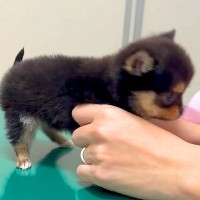 病院で『赤ちゃん犬』が注射を刺され、泣き叫び…思わず応援したくなる『大絶叫な光景』が1700万再生「激カワ」「頑張って偉い」エールの声も