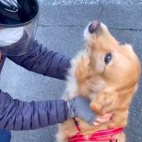 大型犬が『新聞屋のおっちゃん』に撫でられていたら、別のおっちゃんも参加してきて…まさかの『おっちゃんズナデナデ』が5万再生「塩対応で草」