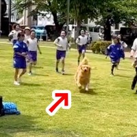 大型犬を散歩中、遠足中の小学生集団と出会い→『走って！』と言われた結果…とんでもなく平和な『愛おしい光景』が16万再生「素敵」「人気者」