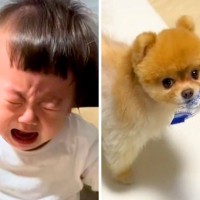 赤ちゃんが『お菓子の袋』を犬に強奪され、取り戻そうとした結果…無慈悲すぎる『まさかの結末』が371万再生「勝ち誇ってて草」「大人げなｗ」