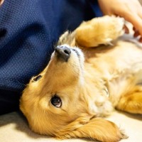 犬がやりがちな可愛すぎる仕草や行動6つ　あなたの愛犬はどう？愛おしくてたまらない姿とは