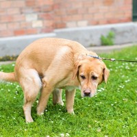 重大な病気を招く可能性も…犬の『危険なウンチ』5選　絶対に見逃してはいけない状態とは