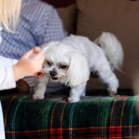 愛犬の足に負担がかかる4つの行為　生活の中でダメージが蓄積しているかも？