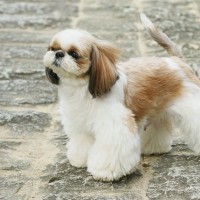 『皮膚が弱い』犬種6選　炎症やトラブルの原因や飼い主がすべきケアとは？