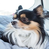 犬が『遊びたくない』と言っているサイン3選　愛犬が乗り気じゃないときの正しい対応とは？