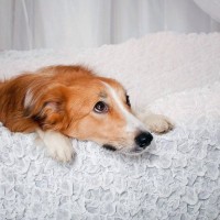 犬が『悲しい鳴き声』を出す心理4選　クンクン鳴き止まないときの対処法とは？