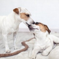 『犬が犬をなめている』ときの心理6つ　わんこにとっては欠かせない？意外な理由をご紹介