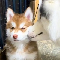 『赤ちゃん犬』が家にやって来たら、先輩の大型犬が…予想以上に『可愛くて仕方がない様子』が尊すぎると40万再生「笑顔がたまらん」と絶賛