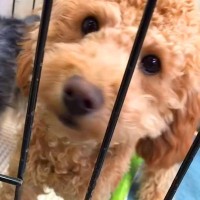 『６ヶ月も売れ残っていた犬』と出会い、気持ちを抑えきれずに飼った結果…『６歳になった姿』が感動的すぎると17万再生「運命だね」「幸せそう」