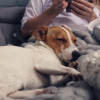 愛犬があなたから離れようとしない心理５つ　病気の可能性や症状、飼い主にできることまで