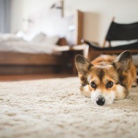 犬の寝相でわかる『性格』5選　心配すべき寝方や安心して眠ってもらう方法まで