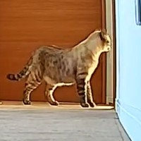 飼い主の帰宅に気付いた猫が、犬に…まさかの『お出迎え前の行動』が尊すぎると287万回表示「賢すぎる」「家族の素晴らしさ」驚きと絶賛の声