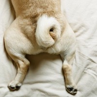 犬が『おしりを当ててくる』心理5選　飼い主にぶつかってくる行動の意味や意外な理由まで