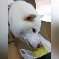 『白菜』を買った帰り道、車内で犬が…完全に想定外な『サラダバー化する光景』が2万いいね「帰る頃にはミニ白菜にｗ」「旬だもの」と爆笑