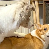 姉犬が雷に怯えていたら、弟犬が…まさかの『落ち着かせる光景』が人間のようだと2万いいね「感動しちゃった」「優しい…完璧すぎる」と絶賛